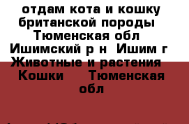 отдам кота и кошку британской породы - Тюменская обл., Ишимский р-н, Ишим г. Животные и растения » Кошки   . Тюменская обл.